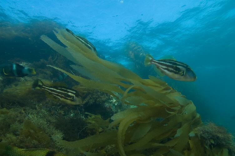 <em>Meuschenia freycineti</em>, Sixspine Leatherjacket. Popes Eye, Port Phillip, Victoria.