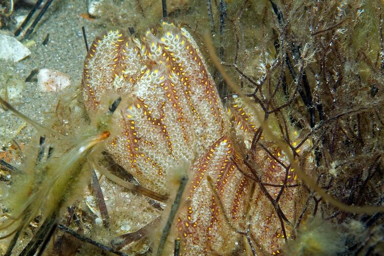 <em>Botrylloides anceps</em>, ascidian. Western Port, Victoria.