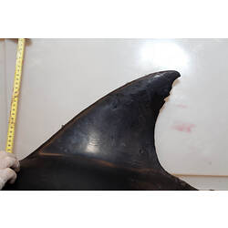 Detail of dolphin's fin with tape measure held beside.
