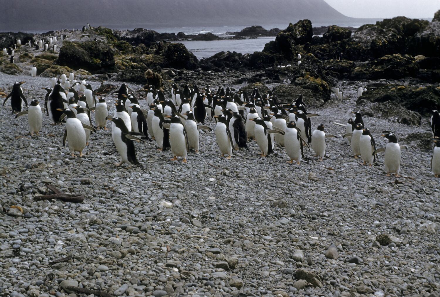 Slide Gentoo Penguins, North Head, Macquarie Island, Tasmania, Dec 1959