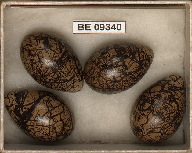 Four bird eggs with specimen labels in box.