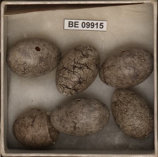 Six bird eggs, one broken, with specimen labels in box.