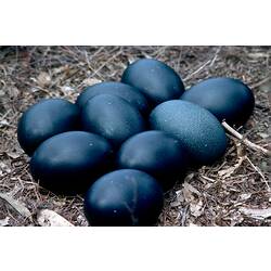 Clutch of eight black Emu eggs on the ground.