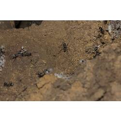 <em>Camponotus</em> sp., carpenter ant. Grampians National Park, Victoria.