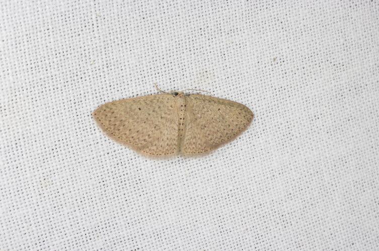 <em>Poecilasthena anthodes</em>, moth. Grampians National Park, Victoria.