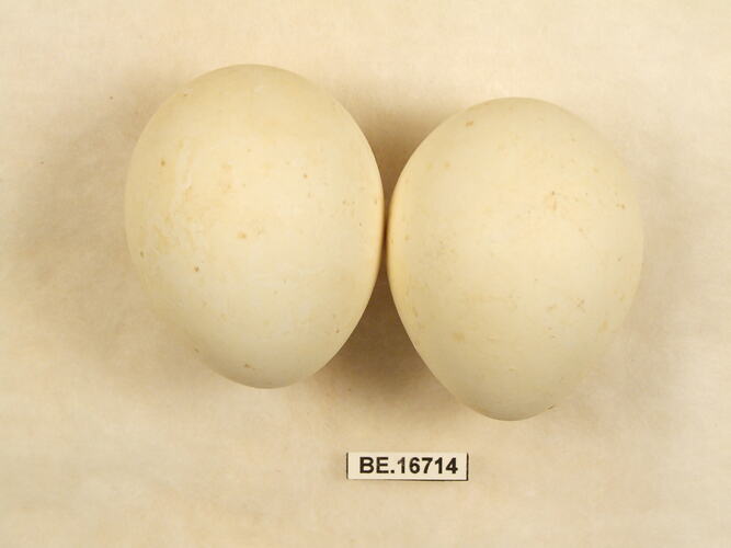 Two bird eggs with specimen label.