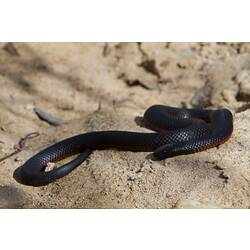 <em>Pseudechis porphyriacus</em>, Red-bellied Black Snake. Grampians National Park, Victoria.