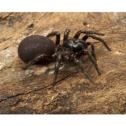 Stout, shiny, black spider with large abdomen.