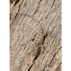 Grey patterned lizard with long tail on wood.