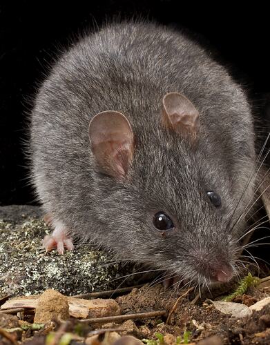 A Smoky Mouse sitting on a lichen-covered rock.