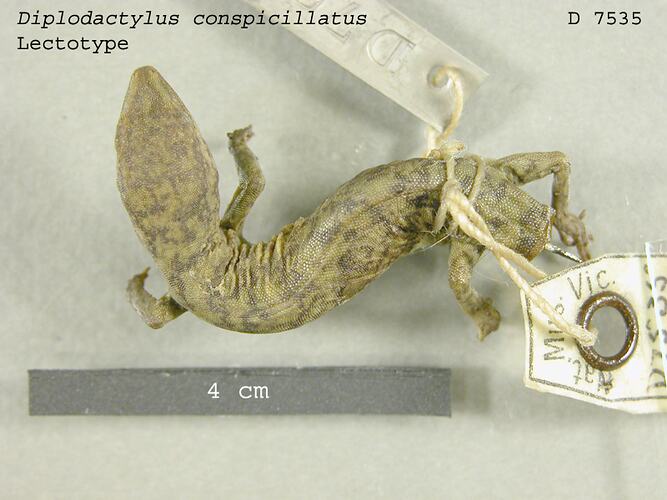 Skink specimen, dorsal view, with specimen labels.