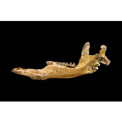 Fossil kangaroo jaw.