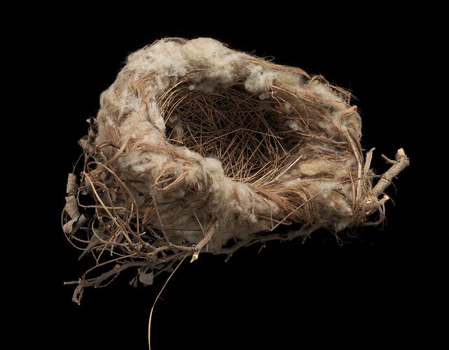 Bird nest with outer lining of feathers.
