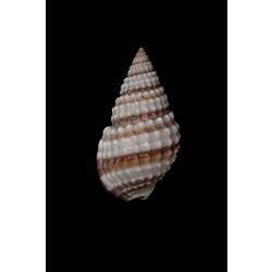 <em>Nassarius (Zeuxis) pyrrhus</em>, Banded Dog Whelk, shell.  Registration no. F 179270.