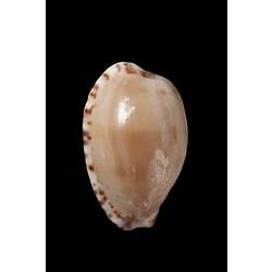 <em>Notocypraea comptonii</em>, Brown Cowry, shell.  Registration no. F 180043.