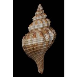 <em>Fusinus (Propefusus) undulatus</em>, Flame Spindle Shell, shell.  Registration no. F 179297.
