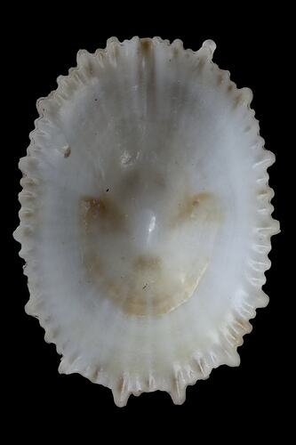 <em>Montfortula rugosa</em>, Cap-shaped False Limpet, shell.  Registration no. F 178349.