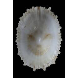 <em>Montfortula rugosa</em>, Cap-shaped False Limpet, shell.  Registration no. F 178349.