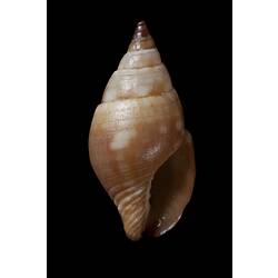 <em>Pseudamycla miltostoma</em>, marine snail, shell.  Registration no. F 179241.