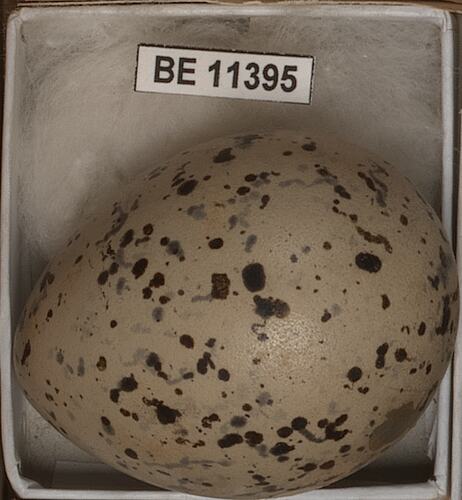 Bird egg with specimen label.