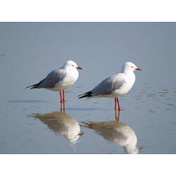 Two Silver Gulls in shallow water