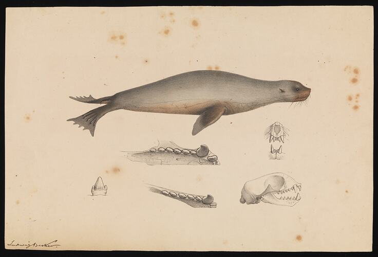 Coloured lithographic proof showing several seals.