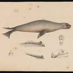 Coloured lithographic proof showing several seals.