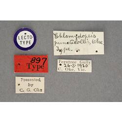 Entomology type specimen labels.