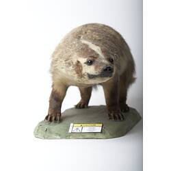 Taxidermied badger specimen on a base with a caution label affixed.