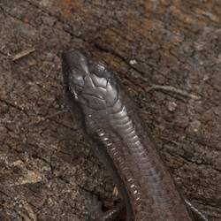 Dorsal view of skink's head on log.