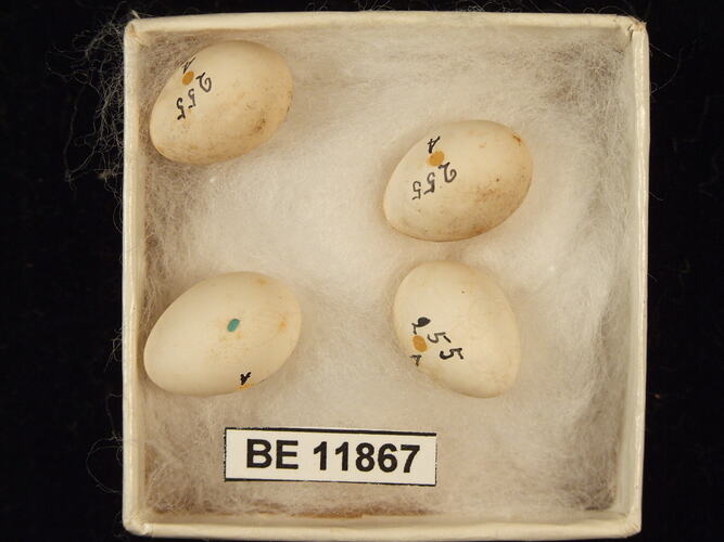 Four bird eggs with specimen label in box.