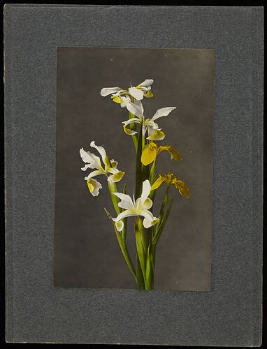 Still life of yellow and white iris flowers.