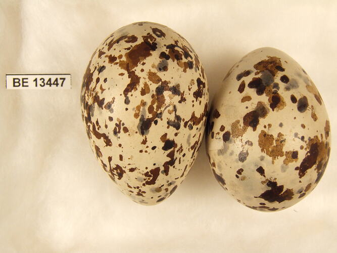 Two bird eggs with specimen label.
