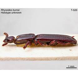 Beetle specimen, lateral view.