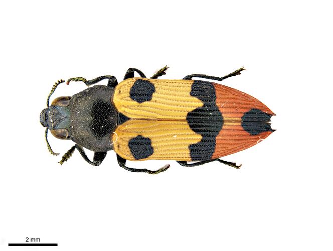 Pinned yellow, orange and black jewel beetle specimen, dorsal view.