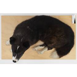 Black and white Husky specimen mounted lying down.