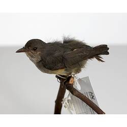 Small bird specimen with labels mounted on branch.