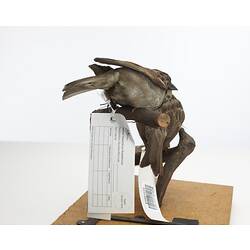 Two taxidermied sparrows mounted on a branch, with labels.