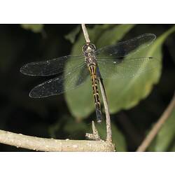 <em>Anax papuensis</em> (Burmeister, 1839), Australian Emperor Dragonfly