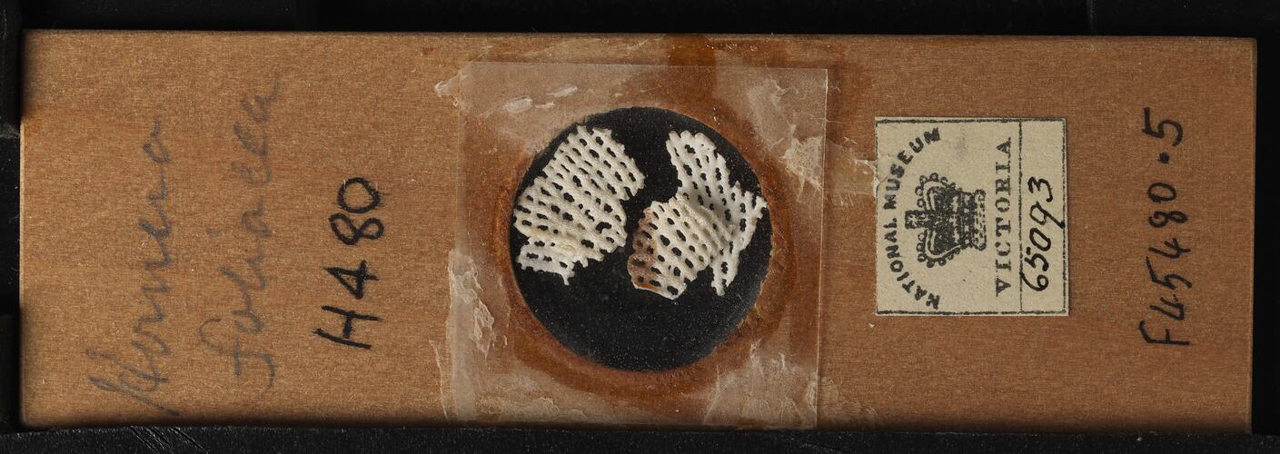 Bryozoan specimen in wooden microslide with handwritten labels.