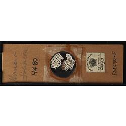 Bryozoan specimen in wooden microslide with handwritten labels.