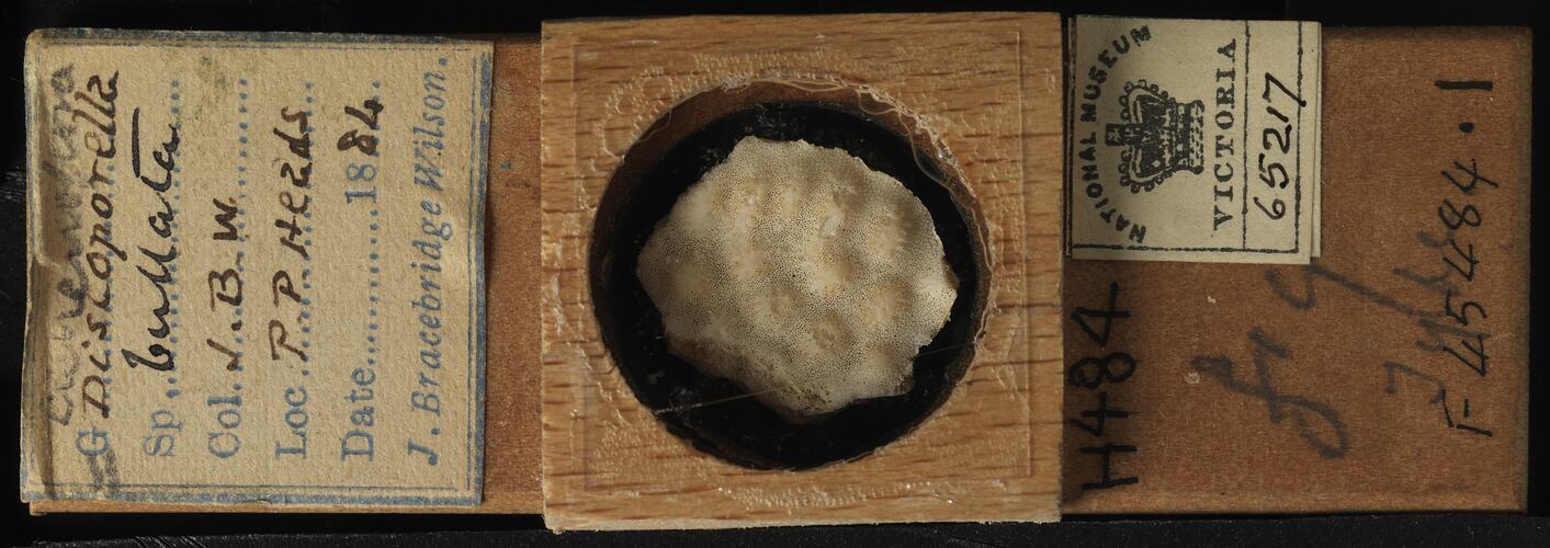 Bryozoan specimen in wooden microslide with handwritten labels.