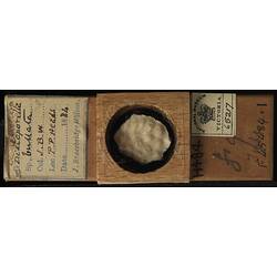 Bryozoan specimen in wooden microslide with handwritten labels.