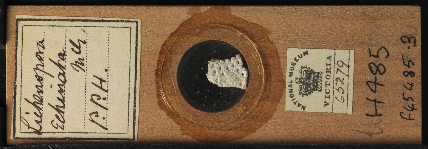 Bryozoan specimen in wooden microslide with handwritten labels.