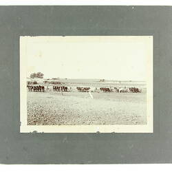 The image depicts a row of horse drawn harrows in a field.