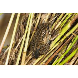 Spotty brown froglet sitting on reeds.