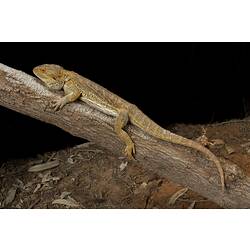 Brown lizard lying along a branch.