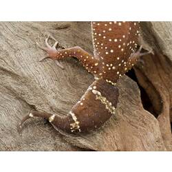 Detail of yellow-spotted gecko's thick tail.