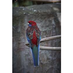 Rear view of red and blue parrot on metal handrail.