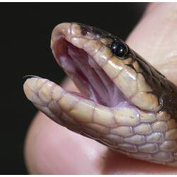 Snake with mouth open showing inside of mouth.